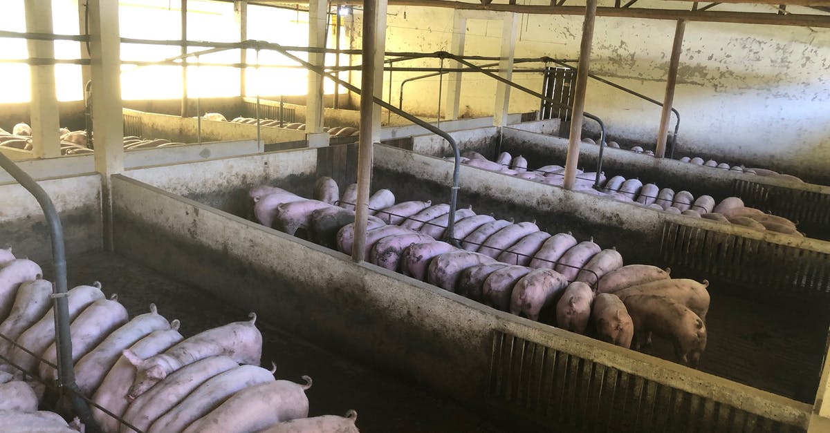 How do I feed a monster drugged meat? - Pigs feeding in spacious barn