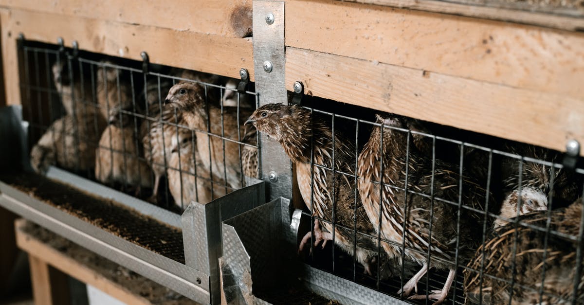 How do I feed a monster drugged meat? - Cute little quail birds in rustic breeding cage at poultry farm in countryside
