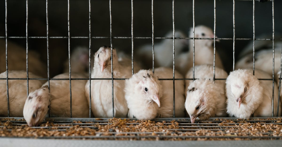 How do I feed a monster drugged meat? - Cute white feathered quails eating from feeding system through cage at poultry farm How do I feed a monster drugged meat? - Cute white feathered quails eating from feeding system through cage at poultry farm