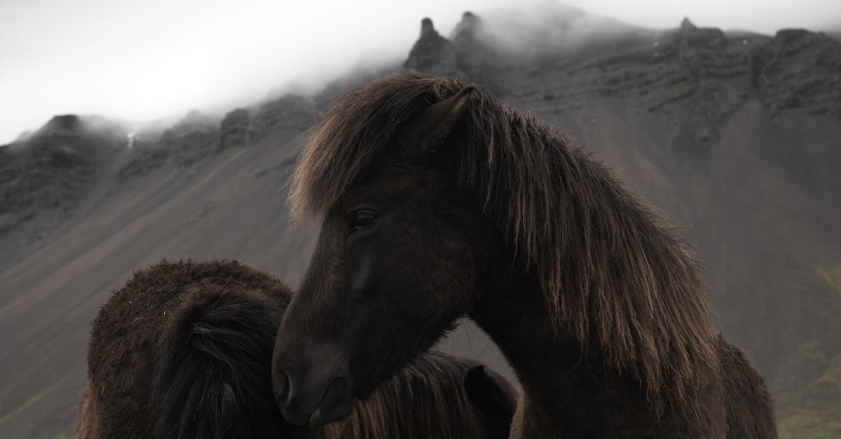 How do I feed the locals? - Icelandic bay horses grazing near mountains