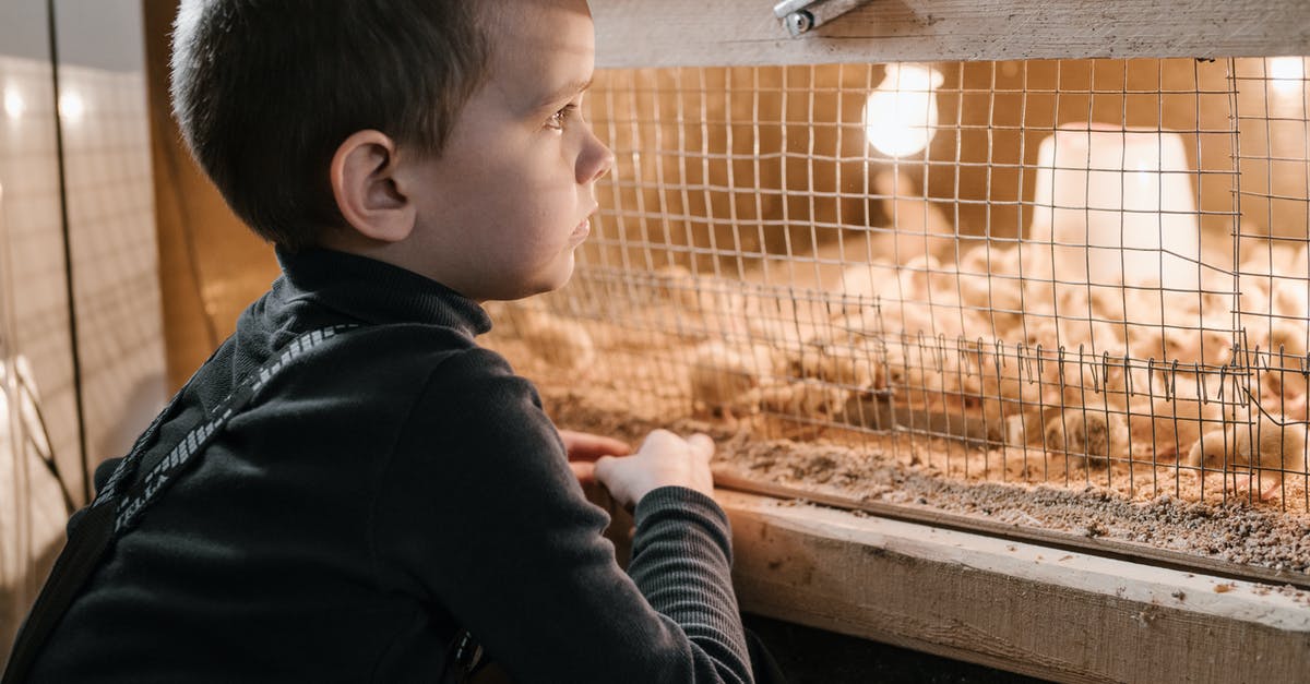 How do I feed the locals? - Pensive little kid on poultry farm near chicks cage How do I feed the locals? - Pensive little kid on poultry farm near chicks cage