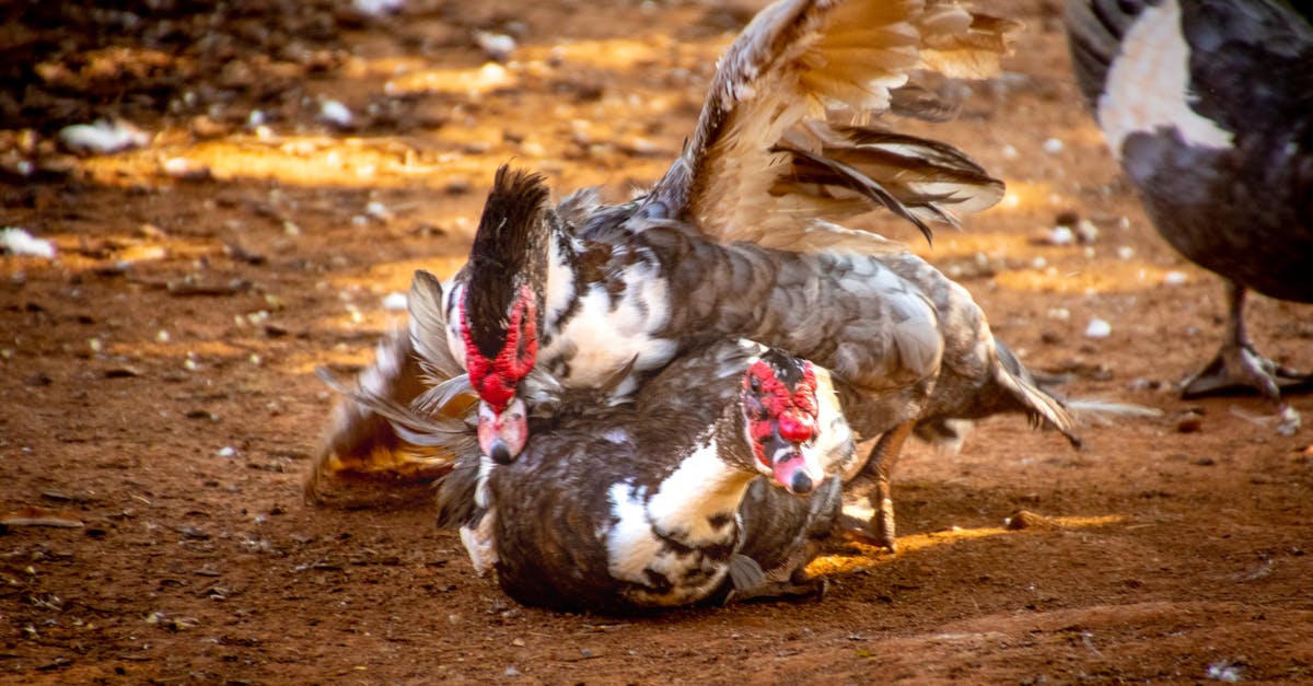 How do I fight a (wild) Pokemon with mine? - Two Ducks on Brown Soil