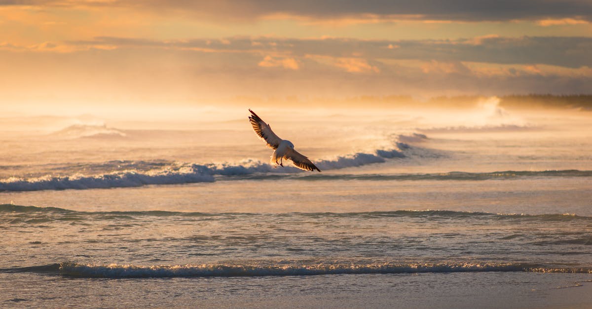 How do I fly a minicopter? - Bird Flying Over Rolling Ocean Waves