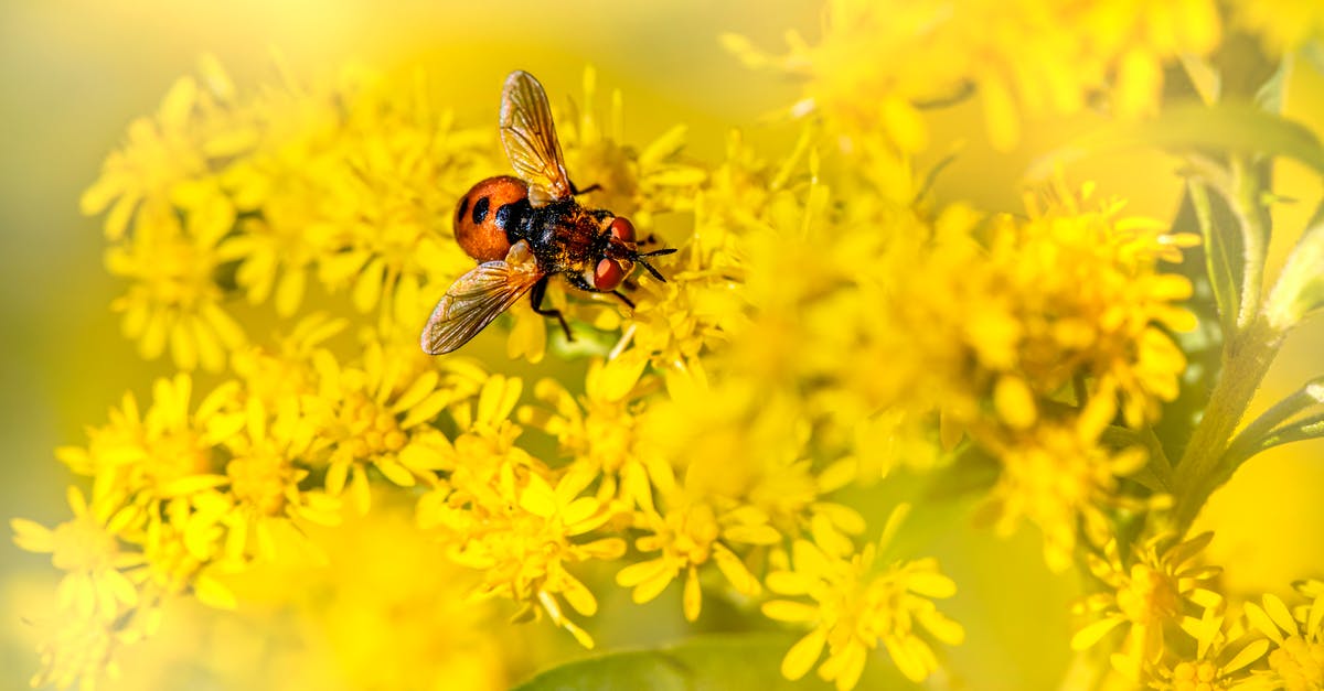 How do I fly a minicopter? - Black and Brown Bee on Yellow Flower