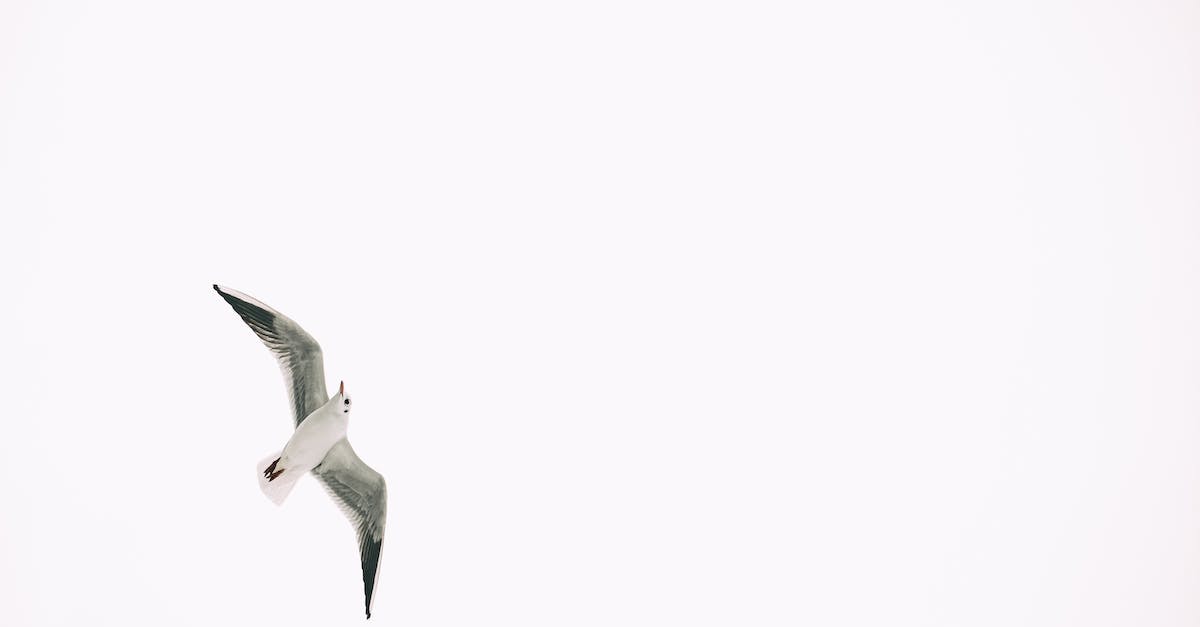 How do I free Giacco? - White and Black Bird Flying