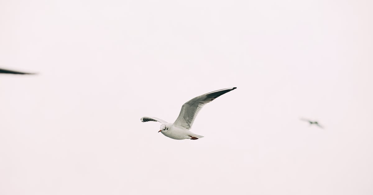 How do I free Giacco? - A Bird Flying in the Sky