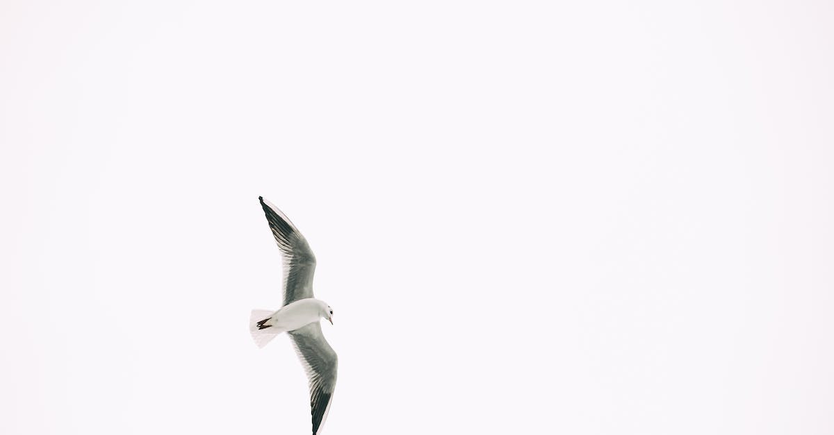 How do I free Giacco? - White Bird Flying in the Sky