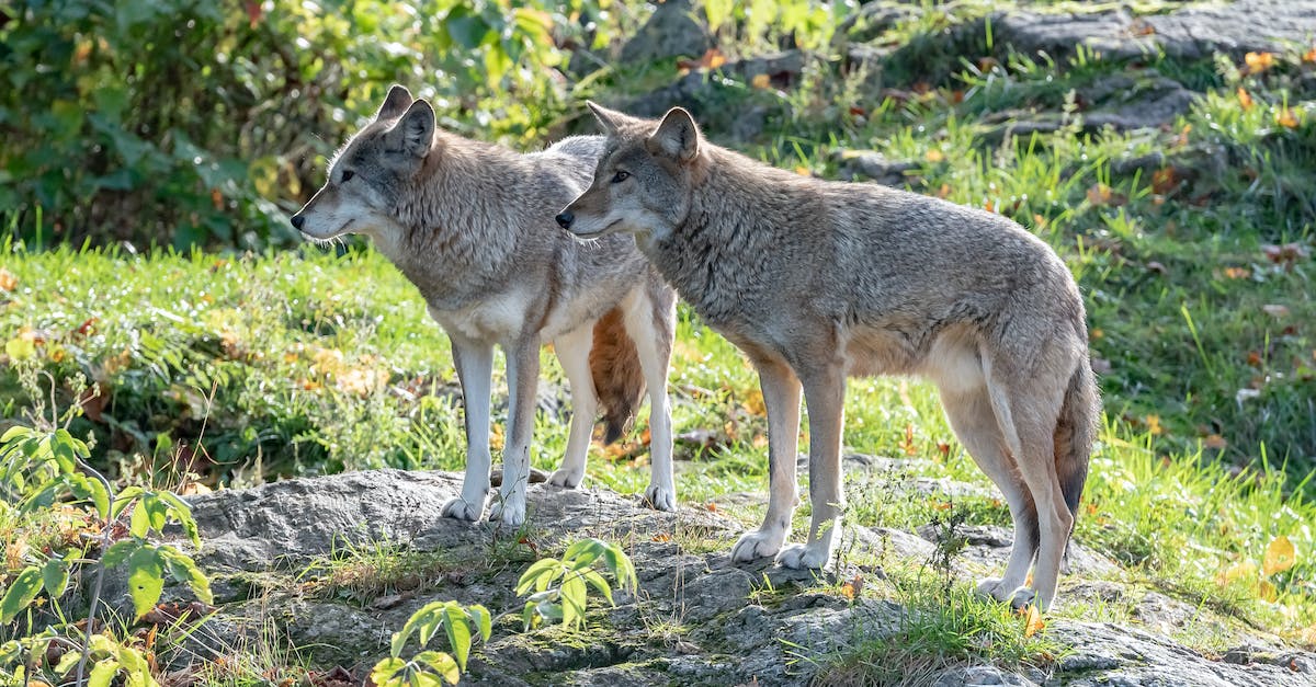How do I get 4 wolves for a Demon Hunter? - Brown and White Wolf Walking on Green Grass