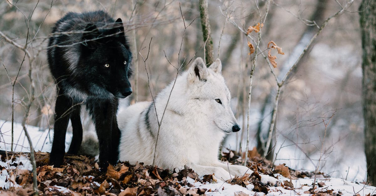 How do I get 4 wolves for a Demon Hunter? - White and Black Wolves on Brown Dried Leaves