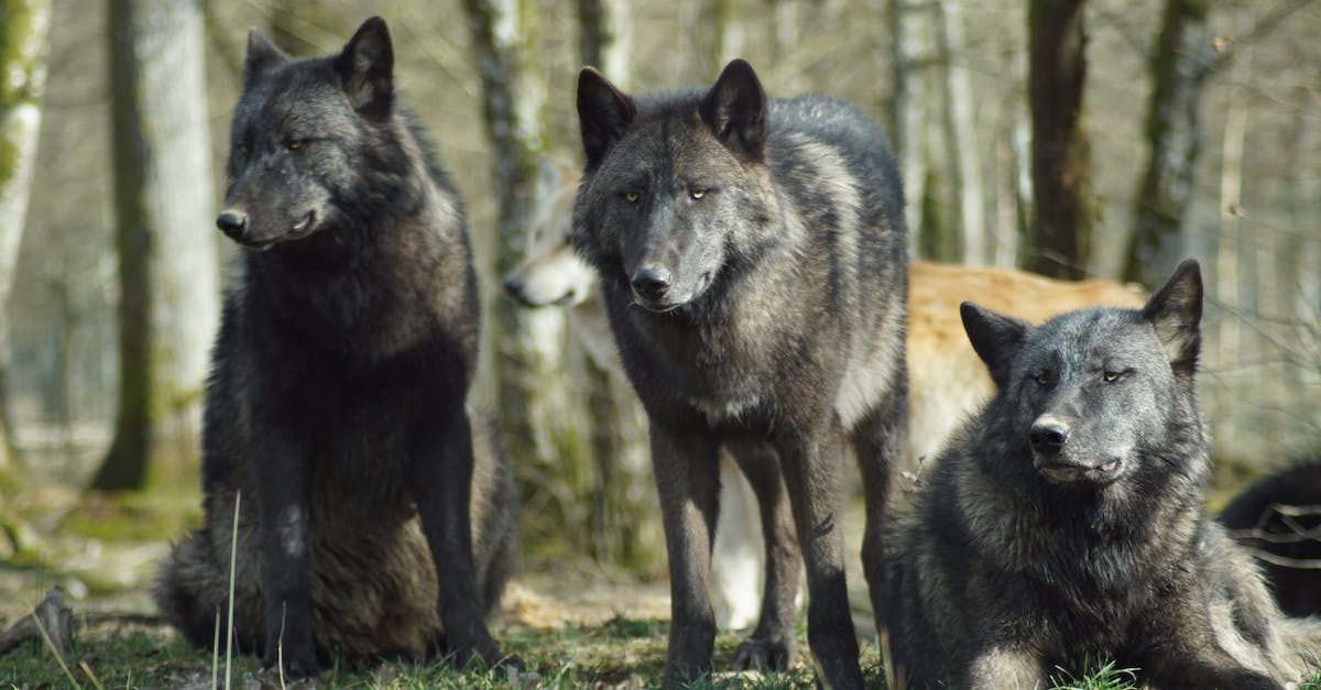 How do I get 4 wolves for a Demon Hunter? - Black Wolf on Green Grass