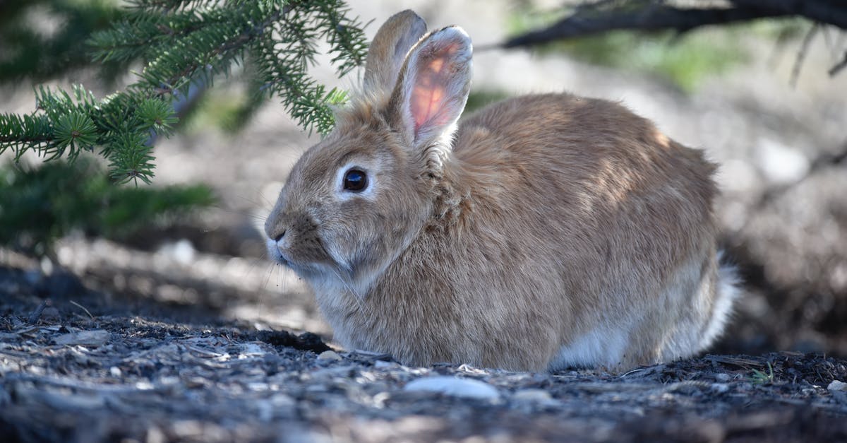 How do I get a rabbit to follow me? - Brown Rabbit on Brown Soil