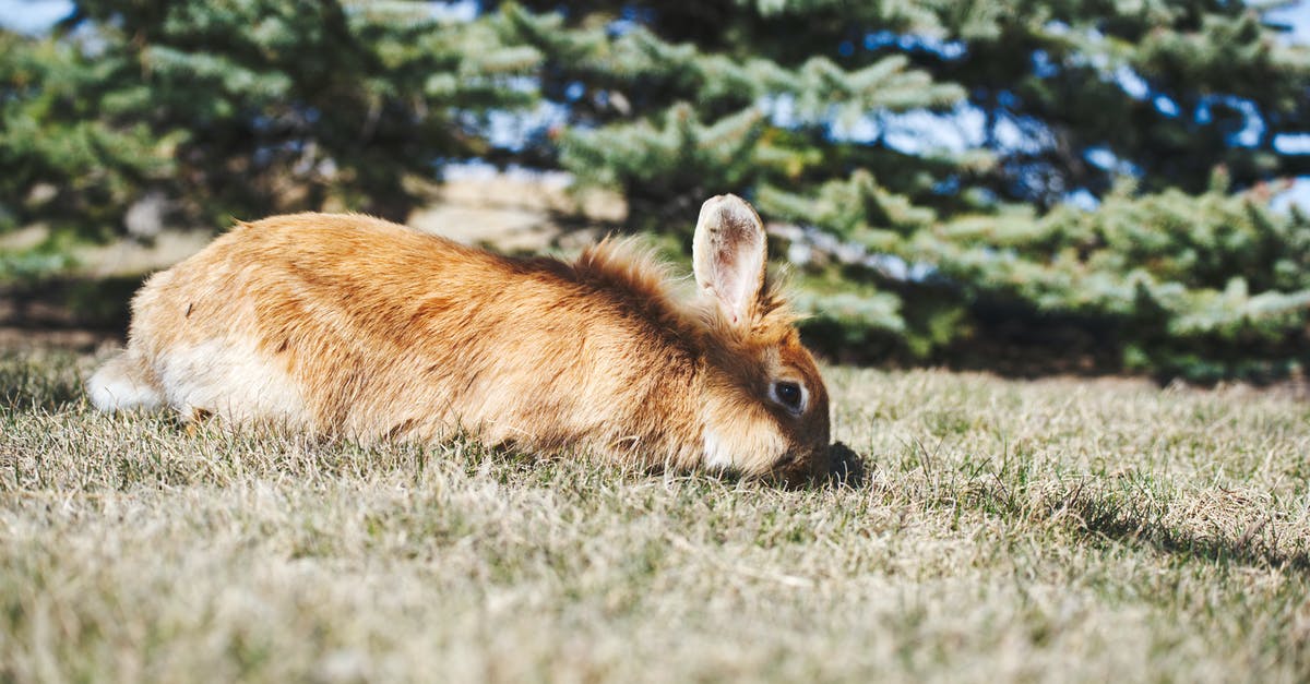 How do I get a rabbit to follow me? - Brown Rabbit on Green Grass