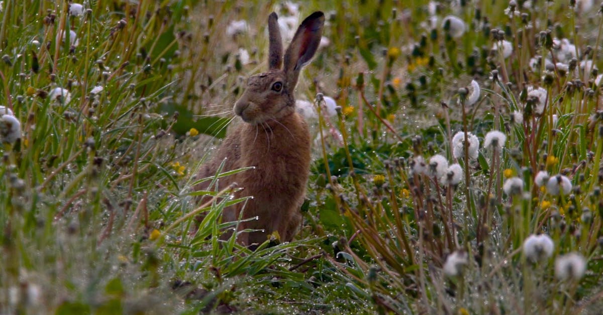 How do I get a rabbit to follow me? - Brown Rabbit on Green Grass Field