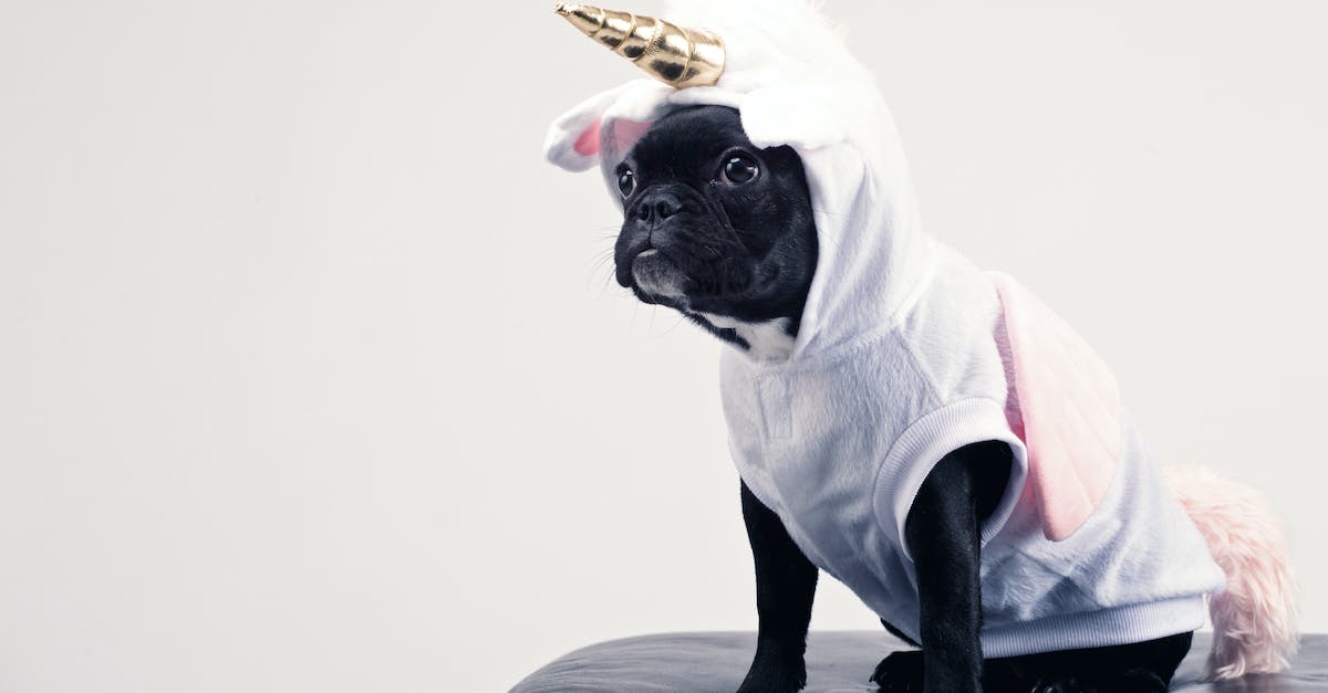 How do I get a unicorn in Minecraft? - Boston Terrier Wearing Unicorn Pet Costume