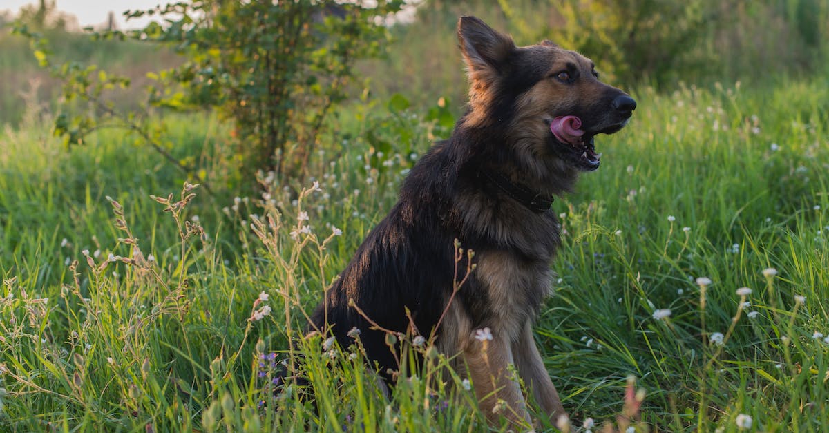 How do I get an animal out of a boat? - German Shepherd Sitting on Grass