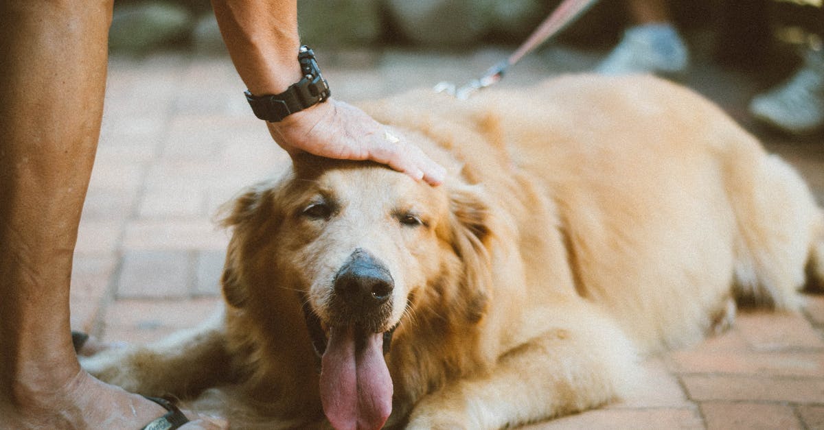 How do I get an animal out of a boat? - Person Touching Golden Retriever