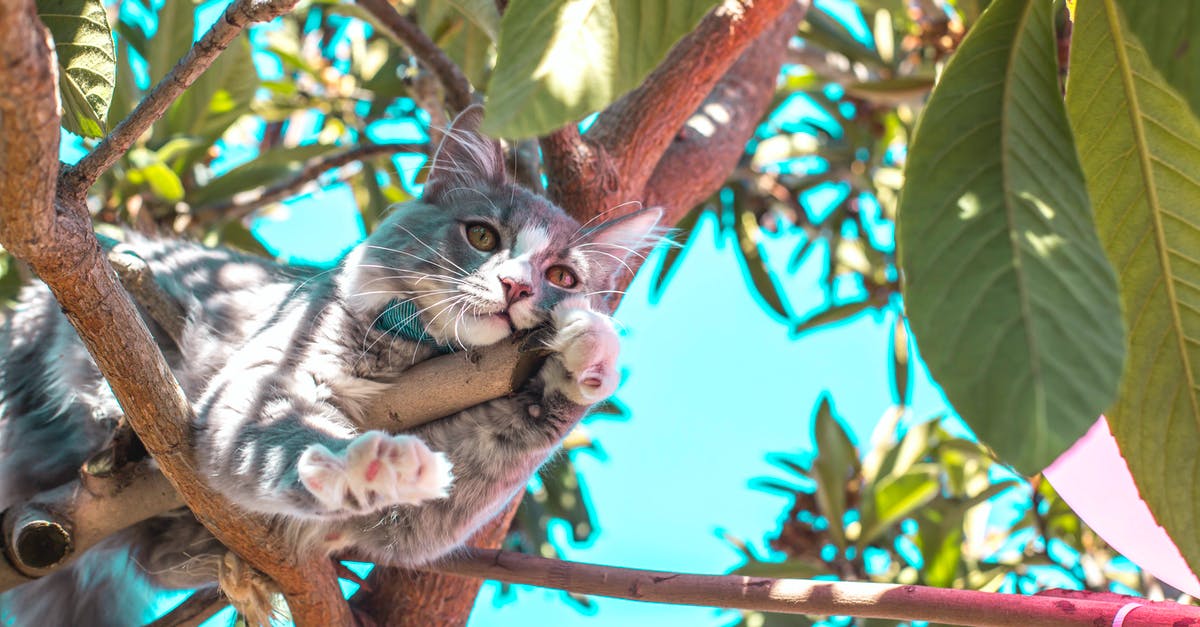How do I get an animal out of a boat? - Gray Cat on Tree Branch
