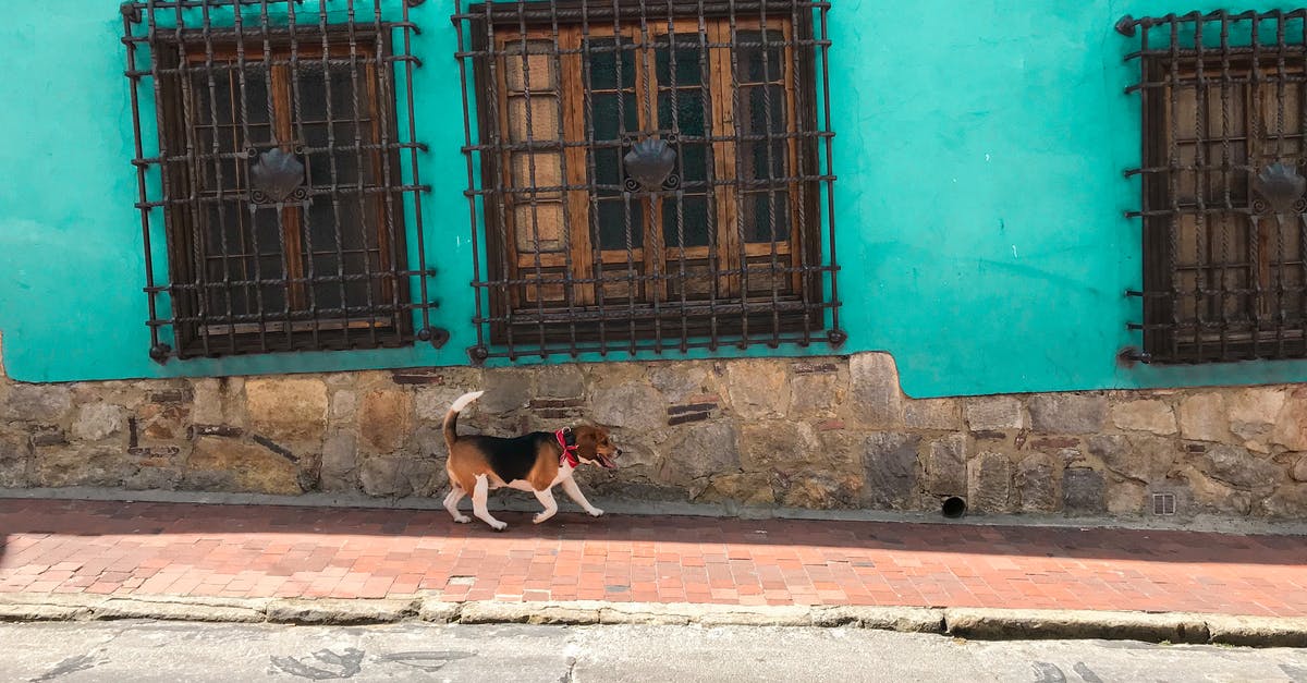 How do I get better performance with Watch Dogs in Windows 10, compared to Windows 7? - Adult Tri-colored Beagle Walking on Sidewalk Beside Green Concrete Building Across the Street Photo