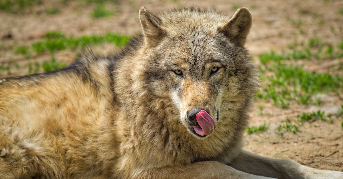 How do I get Big out of the Underpant King's throne? - Beige and Gray Wolf on the Green Grass