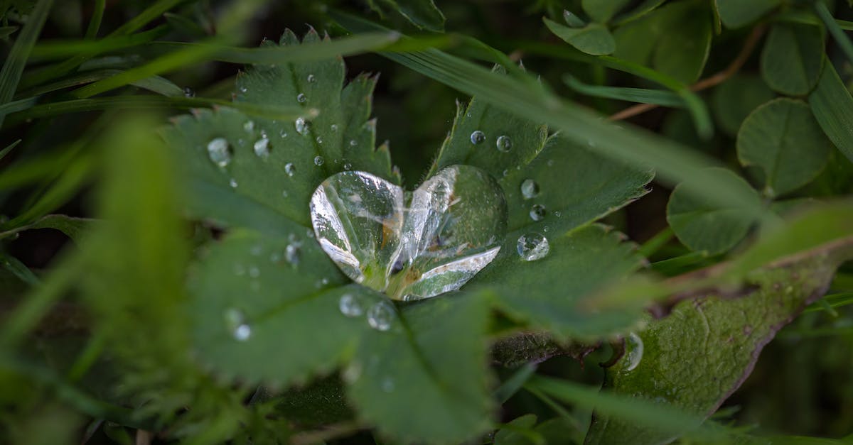 How do I get card drops in the Steam summer sale game? - Green Leaf Plant How do I get card drops in the Steam summer sale game? - Green Leaf Plant