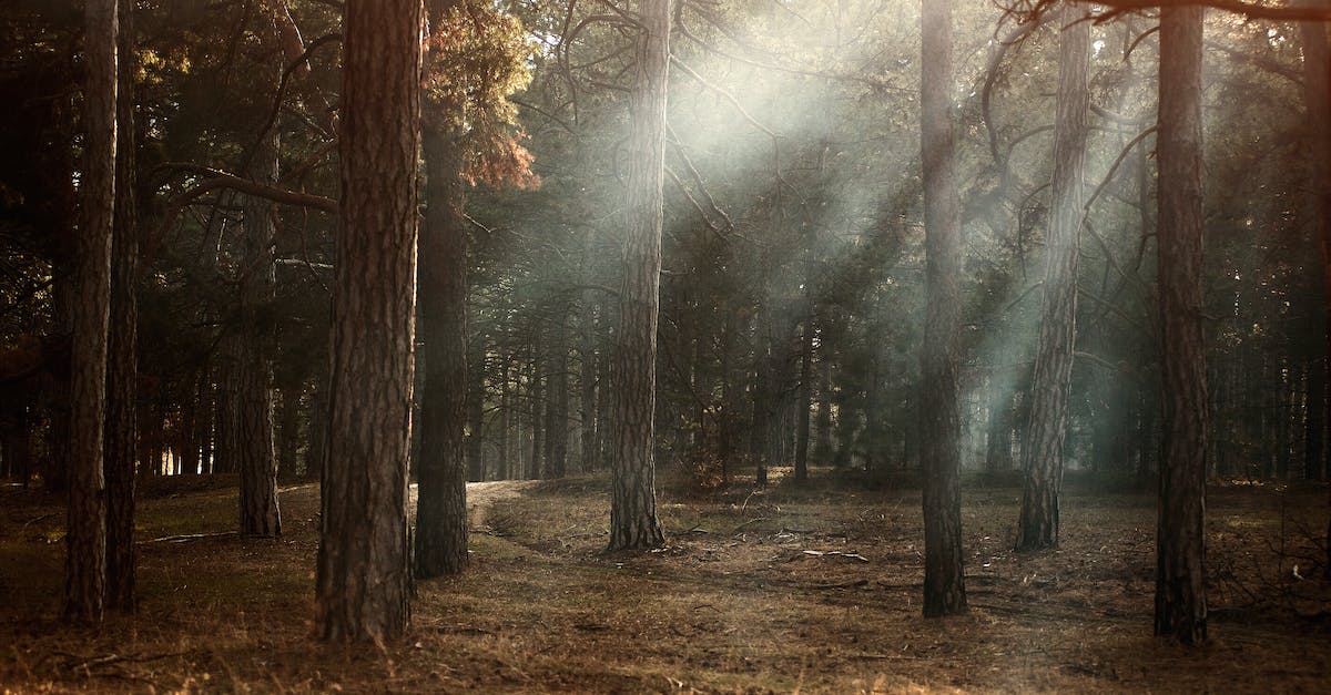 How do I get Crossy Road mystery character Matt Hall - Forest How do I get Crossy Road mystery character Matt Hall - Forest