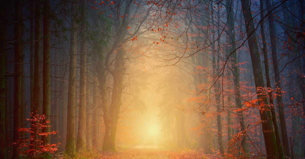 How do I get Crossy Road mystery character Matt Hall - Forest at Night How do I get Crossy Road mystery character Matt Hall - Forest at Night