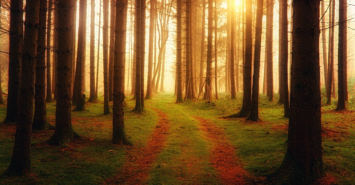 How do I get Crossy Road mystery character Matt Hall - Landscape Photography of Forest How do I get Crossy Road mystery character Matt Hall - Landscape Photography of Forest