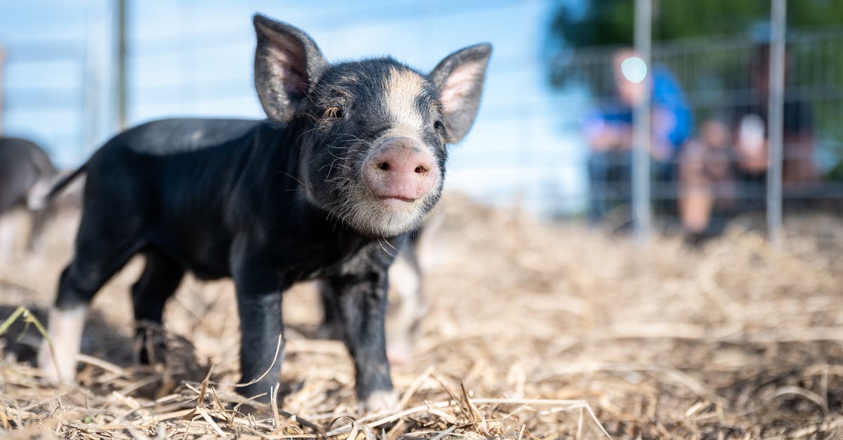 How do I get Dispel Barrier Level 3 in Avernum 2: Crystal Souls? - Curious funny black Kunekune piglet walking on dry hay in enclosure and looking at camera