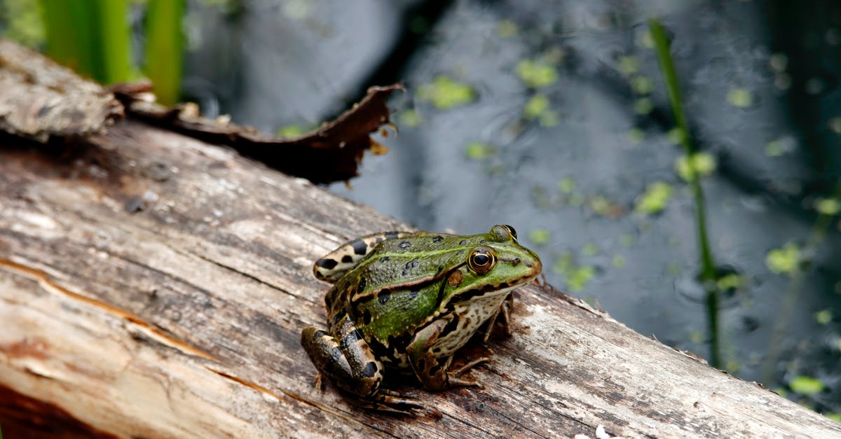 How do I get more frog treats? - grenouille