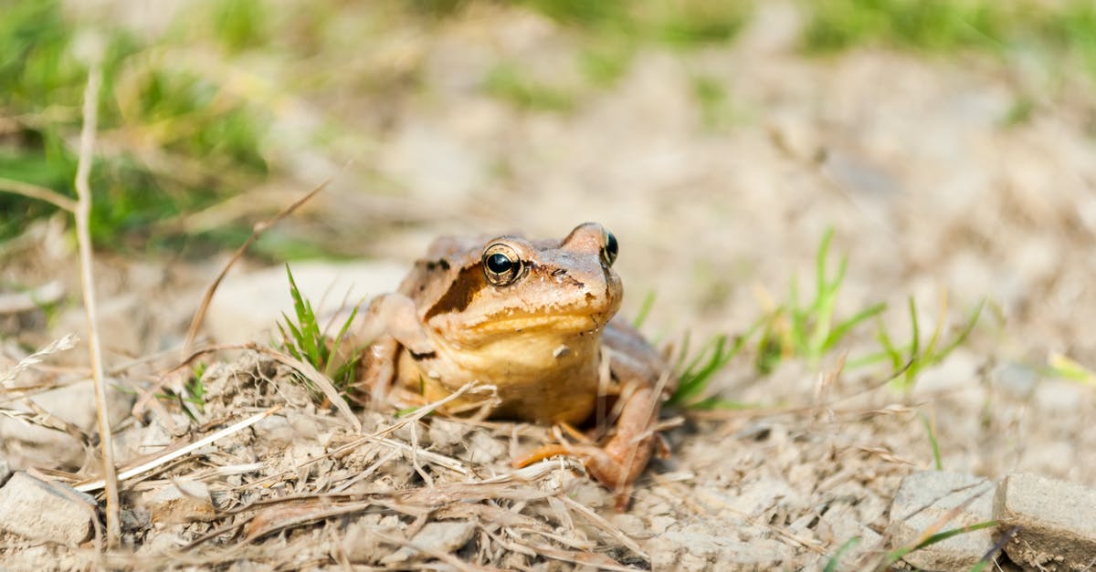 How do I get more frog treats? - Brown Frog on Brown Soil