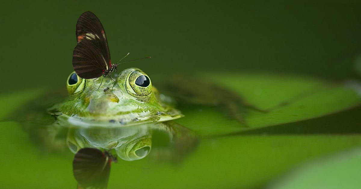 How do I get more frog treats? - Macro Photography of Green Frog