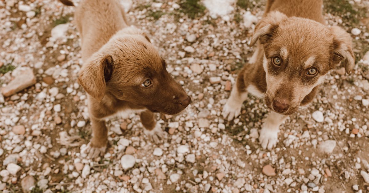 How do I get more pets for my dwellers? - Free stock photo of animal, canine, cute