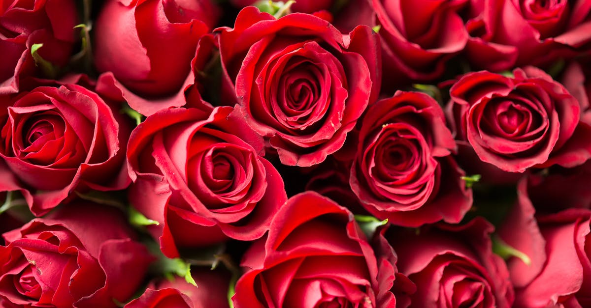 How do I get Mother Base's budget out of the red? - Red Roses Close Up Photography How do I get Mother Base's budget out of the red? - Red Roses Close Up Photography