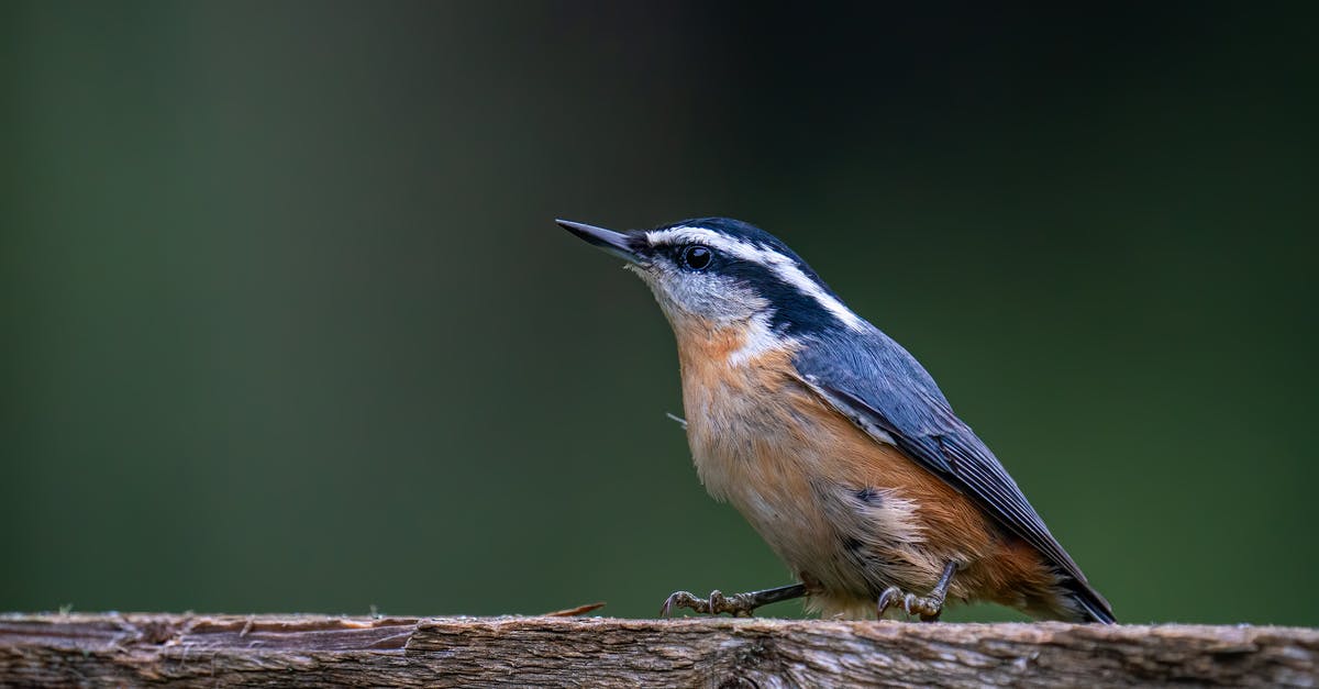 How do I get my chest armor back? - Eurasian nuthatch or wood nuthatch bird with blue and gray plumage with black and white stripes and orange belly sitting on wooden surface in nature in daytime How do I get my chest armor back? - Eurasian nuthatch or wood nuthatch bird with blue and gray plumage with black and white stripes and orange belly sitting on wooden surface in nature in daytime