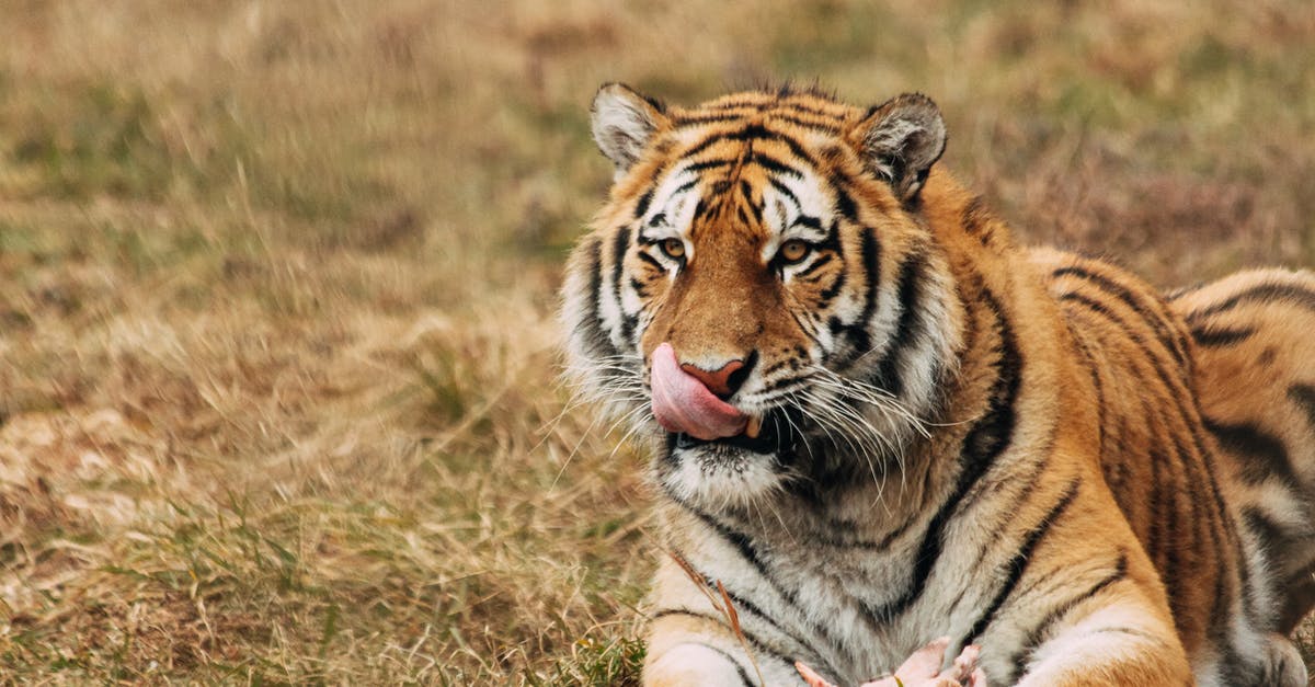 How do i get out of Dead Kings? - Tiger licking muzzle while resting on grass in zoo How do i get out of Dead Kings? - Tiger licking muzzle while resting on grass in zoo