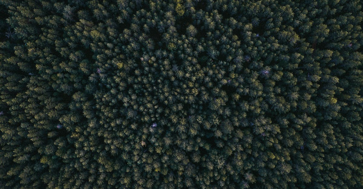 How do I get past the boulder in the background of Twilight Woods? - Background of greenery tree tops in woods How do I get past the boulder in the background of Twilight Woods? - Background of greenery tree tops in woods