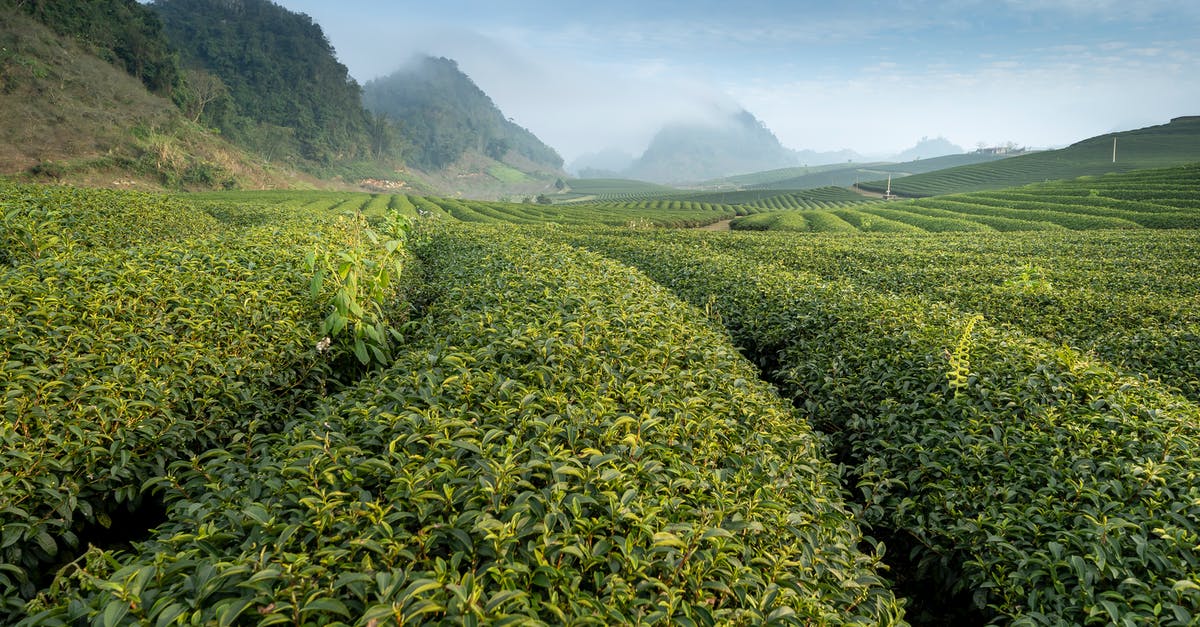 How do I get rid of Tea fields? - Green Plantation