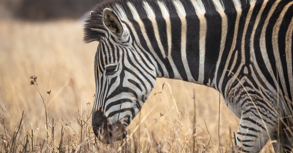 How do I get rid of the "all-sided" grass block? - Zebra on Brown Grass Field