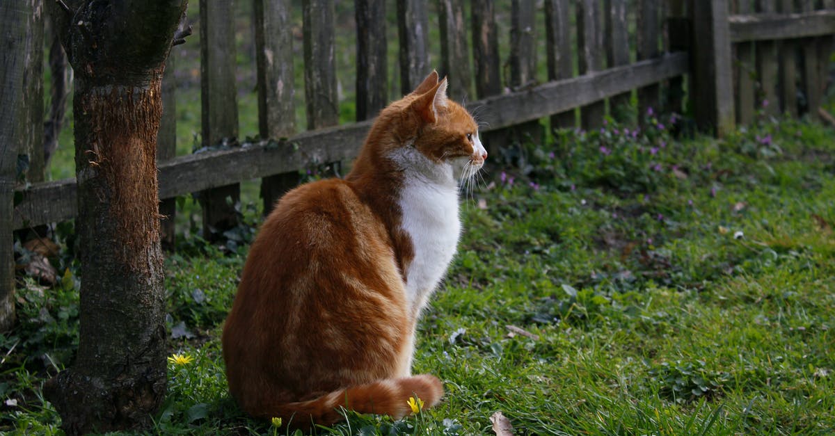How do I get rid of the "all-sided" grass block? - Orange and White Cat on Green Grass Field