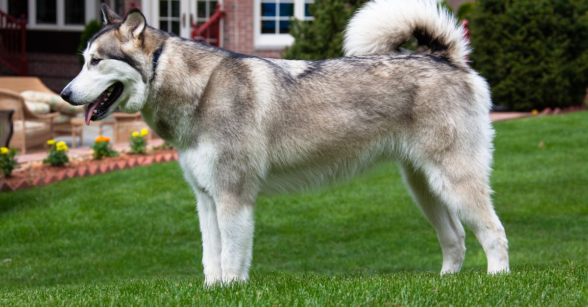 How do I get rid of the "all-sided" grass block? - White and Gray Siberian Husky on Green Grass Field