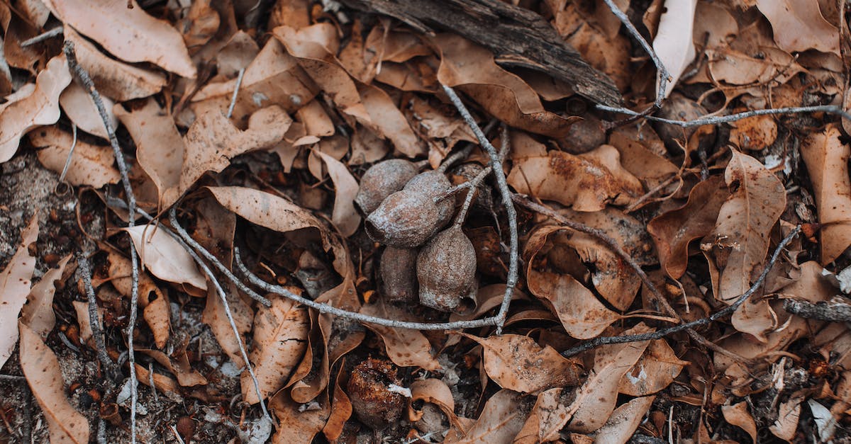 How do I get the quest from the brown aliens of Silence? - Top view of textured backdrop of dry leaves and tree twigs on land in fall
