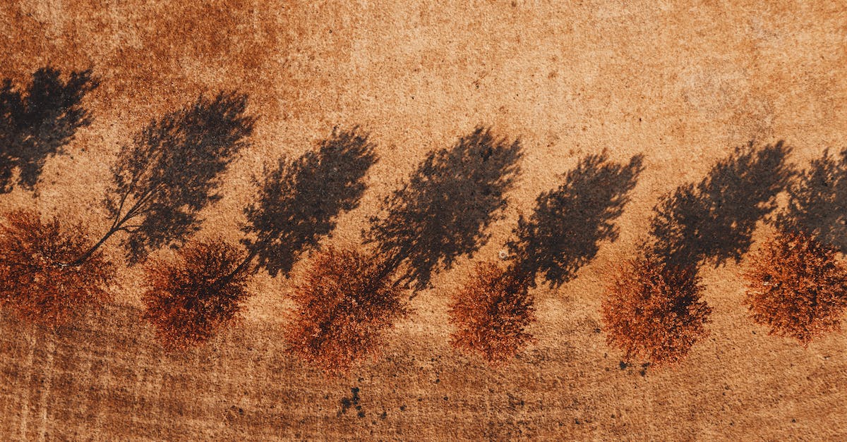 How do I get the quest from the brown aliens of Silence? - From above of greenery trees growing on rough terrain in summer in daytime