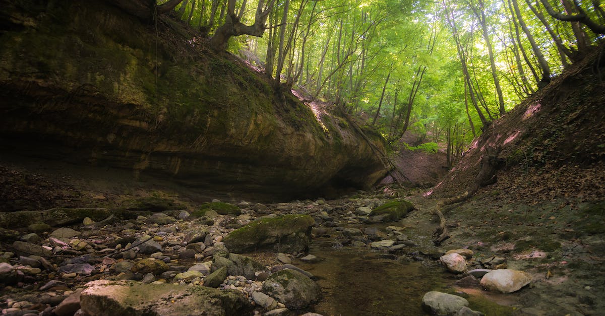 How do I get the second Sun Stone in level 2-4? - Trees with fresh verdant foliage growing in forest with stony formation in daytime in summer