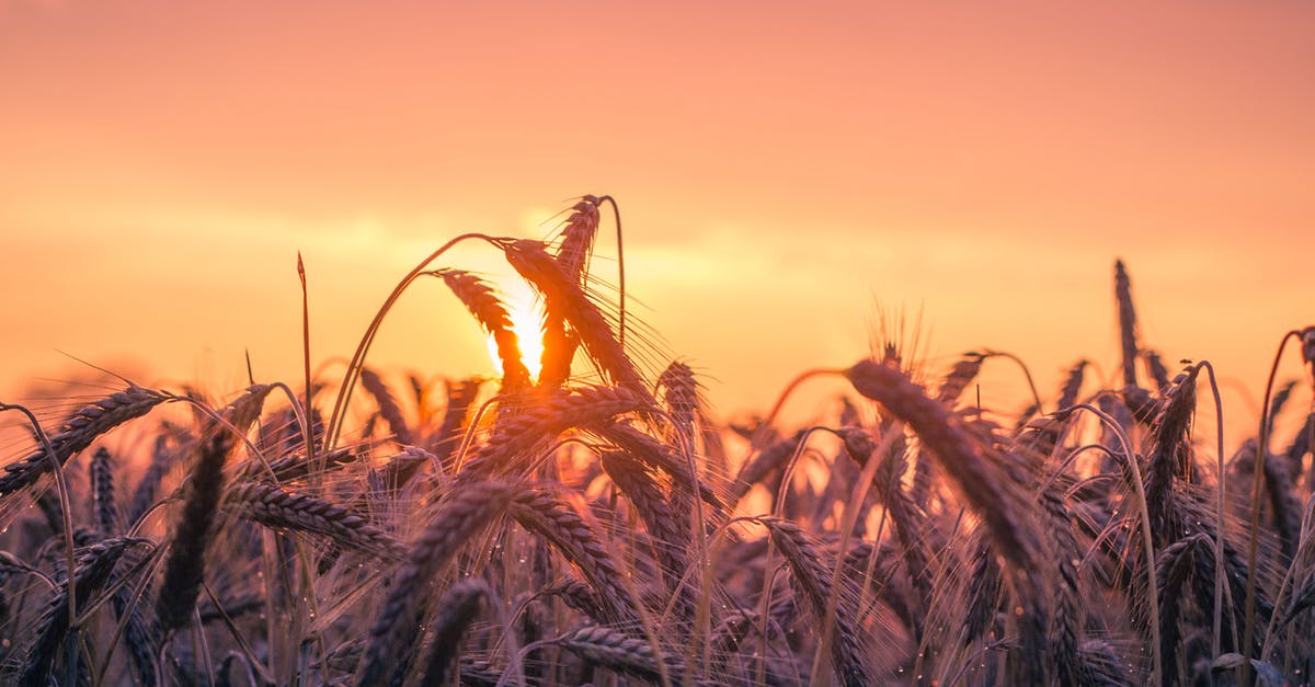 How do I get wheat seeds? - Grass Field during Golden Hour How do I get wheat seeds? - Grass Field during Golden Hour
