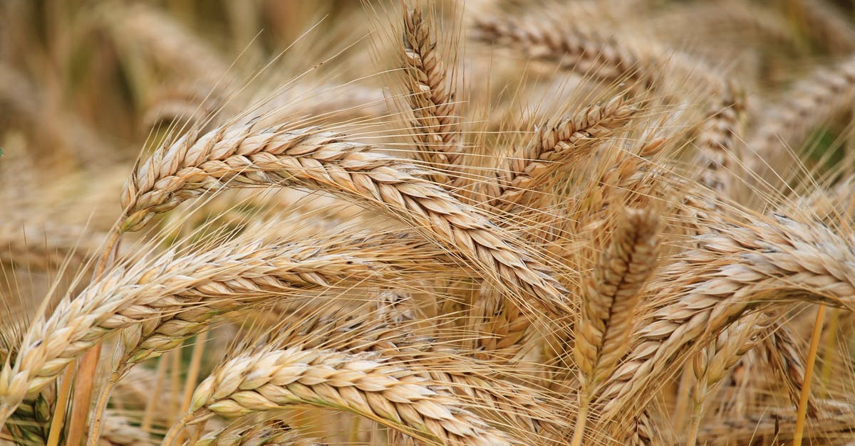 How do I get wheat seeds? - Close-up of Wheat How do I get wheat seeds? - Close-up of Wheat