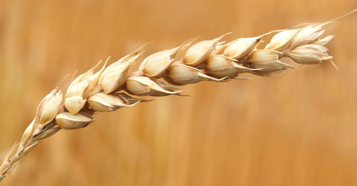 How do I get wheat seeds? - Wheat Grains Closeup Photography How do I get wheat seeds? - Wheat Grains Closeup Photography