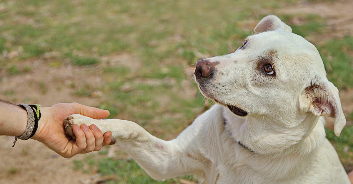 How do I give particle effects to my dog in Minecraft? - Dog giving paw to anonymous person