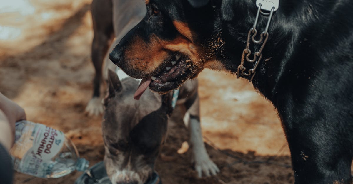 How do I give particle effects to my dog in Minecraft? - Purebred dogs on sandy ground in sunny day How do I give particle effects to my dog in Minecraft? - Purebred dogs on sandy ground in sunny day