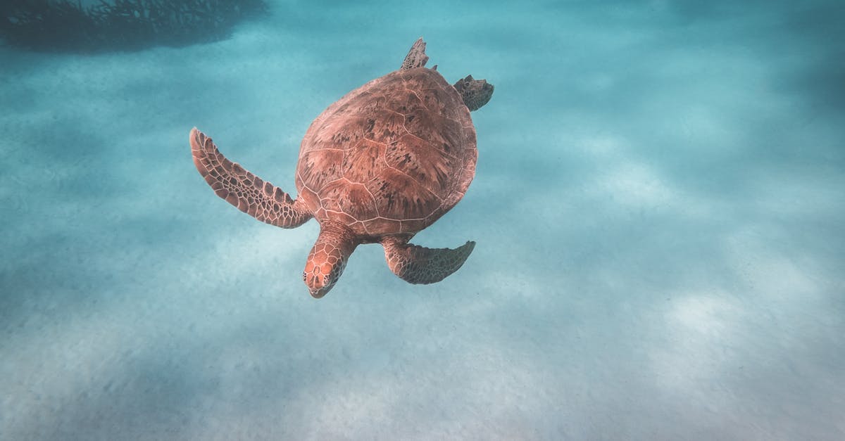 How do I hack this ctOS box in the middle of the bottom island? - Turtle swimming in deep water