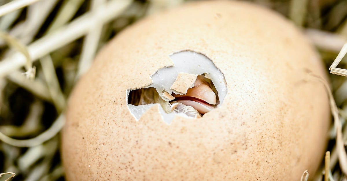 How do I hatch a Tallbird egg? - kleines schlüpfendes Küken How do I hatch a Tallbird egg? - kleines schlüpfendes Küken